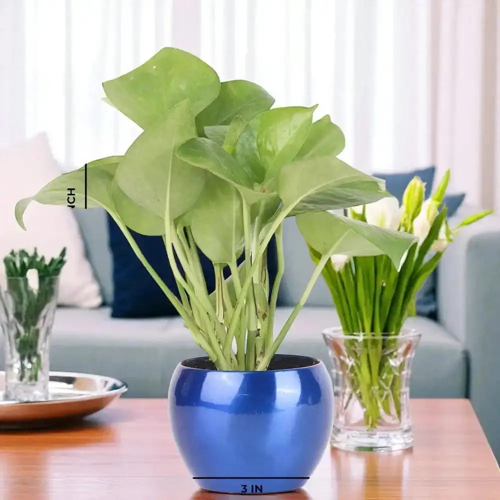 Low-maintenance Green Money Plant in 3-inch blue metal planter, perfect for tabletops in living rooms or workspaces. Enhances home and garden decor.
