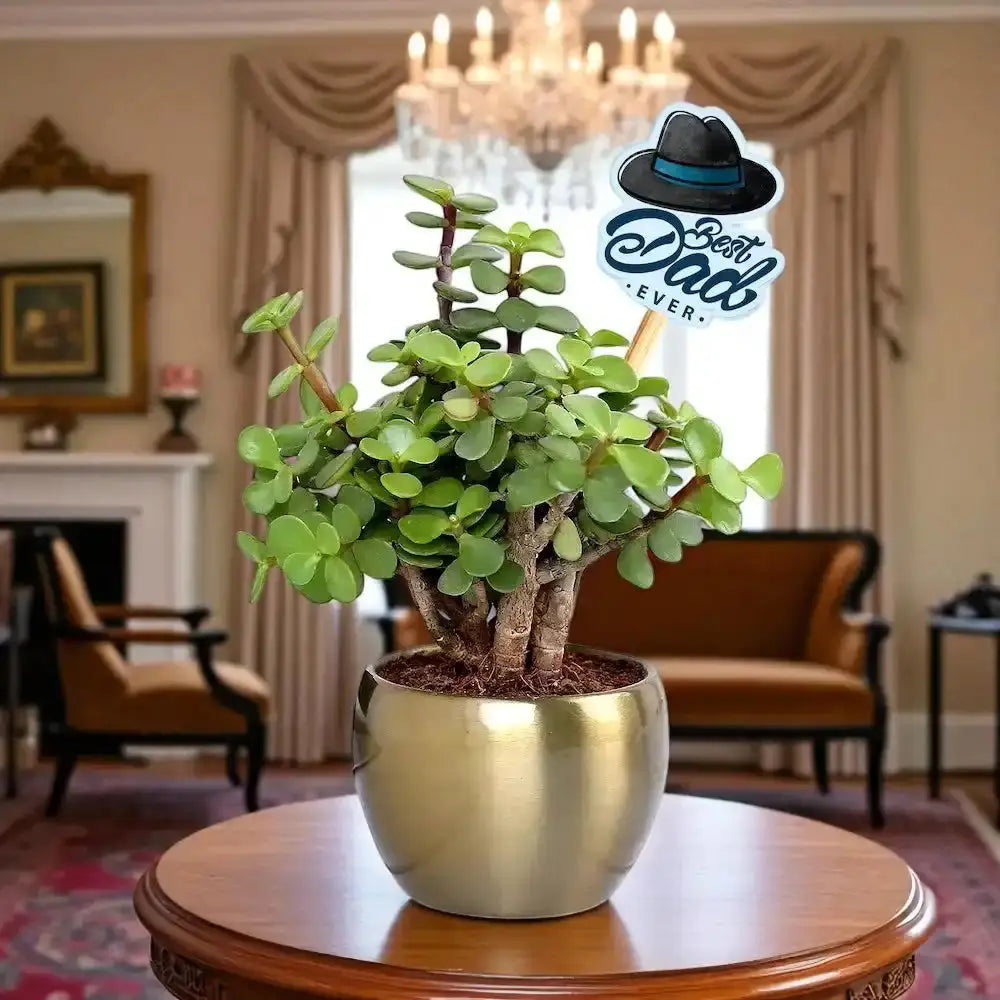 Lucky Jade Plant Gift for Dad in a gold metal pot with 'Best Dad Ever' sign, ideal for home or office decor and prosperity gifting. Main image