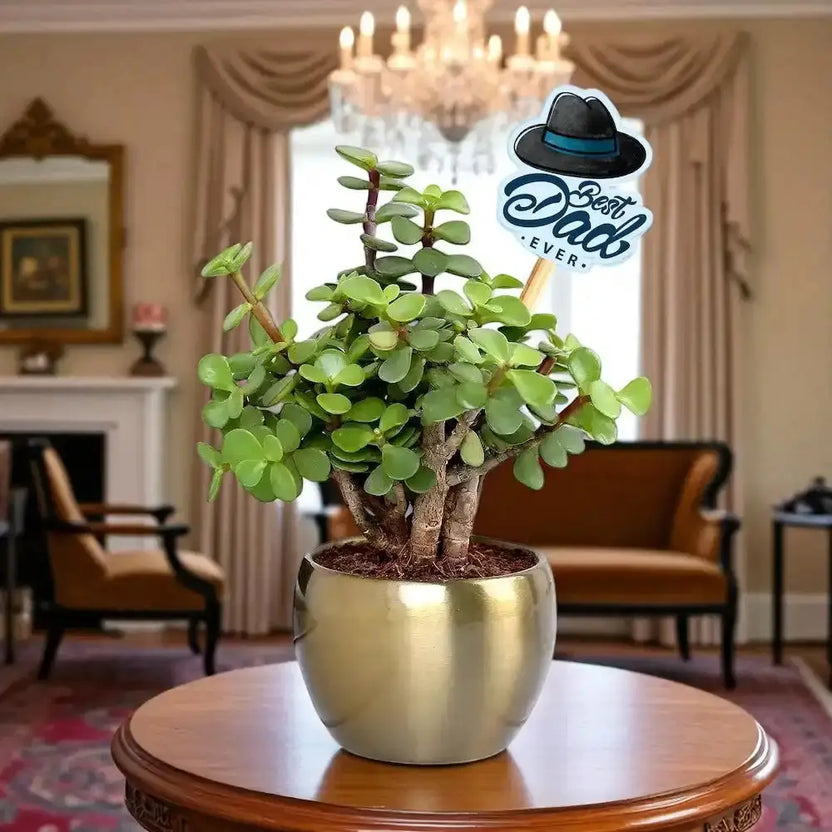 Lucky Jade Plant Gift for Dad in a gold metal pot with 'Best Dad Ever' sign, ideal for home or office decor and prosperity gifting. Main image