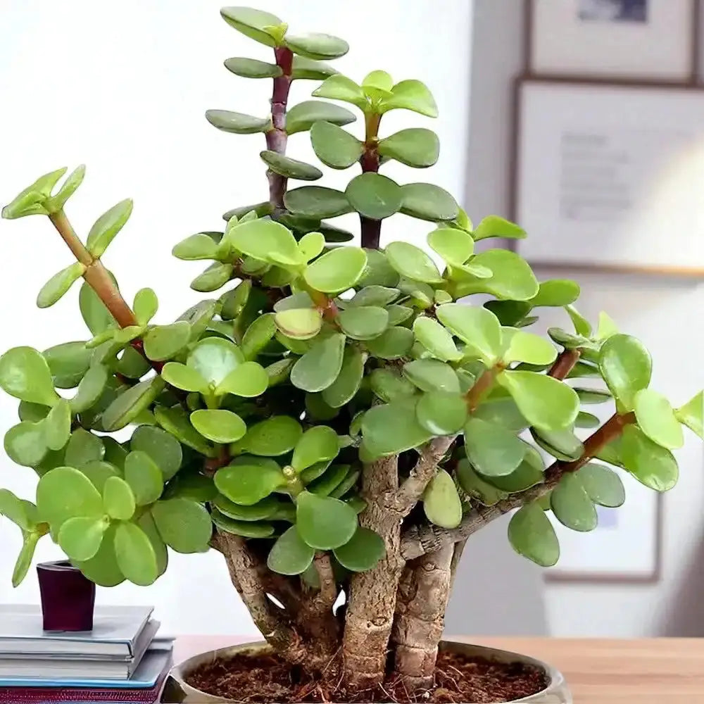 Lush green Lucky Jade Plant with thick stems in a decorative pot, symbolizing prosperity and ideal for home or office plant gifts.