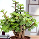 Lush green Lucky Jade Plant with thick stems in a decorative pot, symbolizing prosperity and ideal for home or office plant gifts.