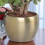 Close-up of gold metal planter holding a Lucky Jade Plant, perfect for indoor decoration and gifting on special occasions like Father's Day.