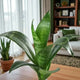 Vibrant Sansevieria plant with upright green leaves, placed in a cozy living room setting, great air-purifying houseplant for any space.