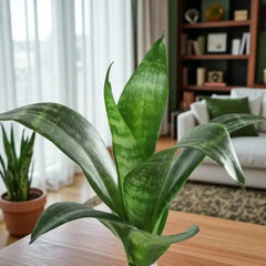 Vibrant Sansevieria plant with upright green leaves, placed in a cozy living room setting, great air-purifying houseplant for any space.