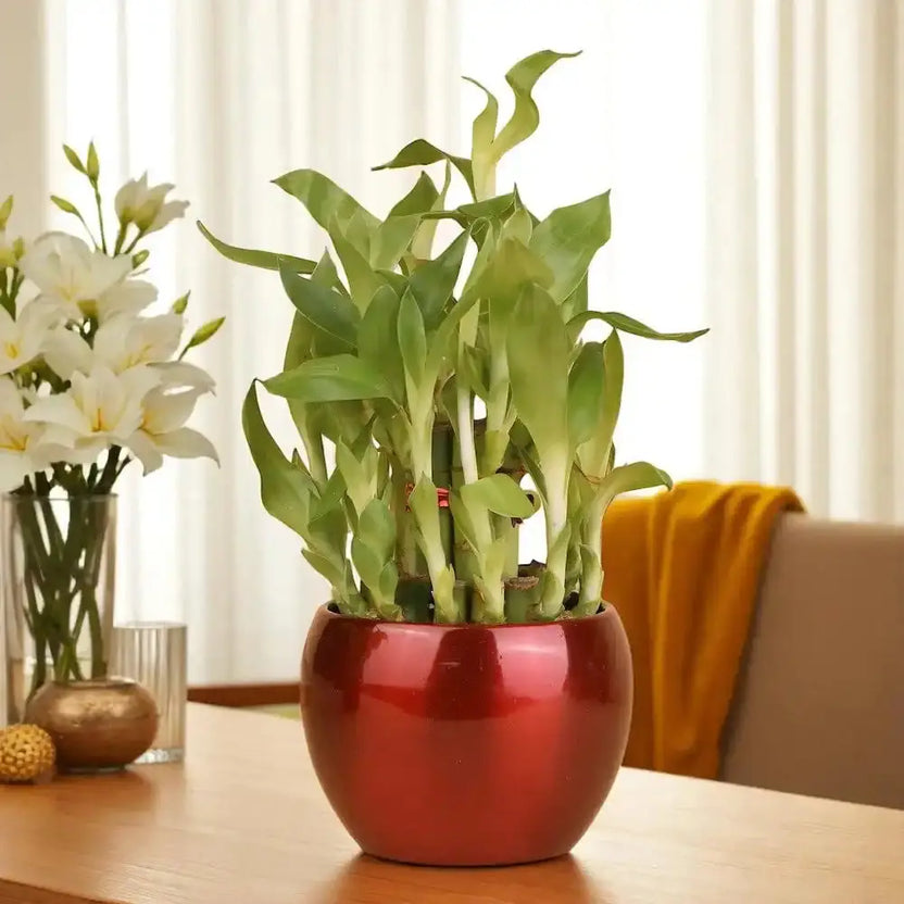Grab the Luck Bamboo Plant in a glossy red ceramic pot, ideal for indoor decor and gifting, placed on a wooden table near white lilies. Main image