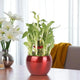 Indoor Lucky Bamboo Plant in a red pot, perfect for desks or windowsills, adding charm and calm to home or office spaces.