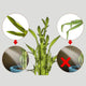 Illustration showing care tips for Lucky Bamboo Plant, highlighting proper leaf condition and avoiding direct sunlight exposure.