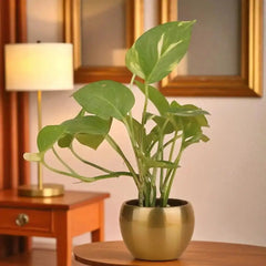 Stress-relieving Green Money Plant in a compact golden planter, perfect for gifting or enhancing indoor spaces with natural greenery.