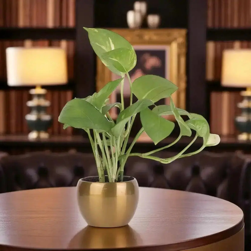 Green Money Plant - Stress Reliever in a gold metal pot placed on a wooden table, ideal for indoor decor in home or office settings. Main image