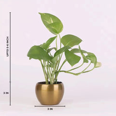 Compact Green Money Plant up to 5-6 inches tall in a 3-inch gold metal pot, ideal for indoor and outdoor decor or gifting purposes.