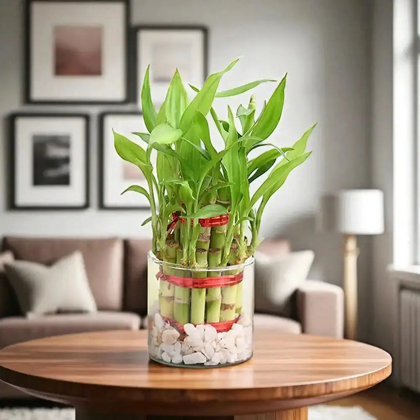 Double Layer Lucky Bamboo Plant in glass pot with white stones, perfect for home decor or gifting. Ideal indoor plant for desks or living rooms. Main image