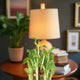 Two-layer Lucky Bamboo Plant placed on a wooden table near a lamp, great for office or home interiors. A thoughtful good luck gift option.