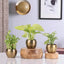 Lucky Thoughts Plants Trio - Easy-Care Plant Trio featuring lucky bamboo, money plant, and syngonium in gold metal planters for home or office decor.