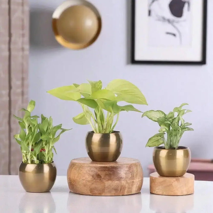 Lucky Thoughts Plants Trio - Easy-Care Plant Trio featuring lucky bamboo, money plant, and syngonium in gold metal planters for home or office decor. Main image