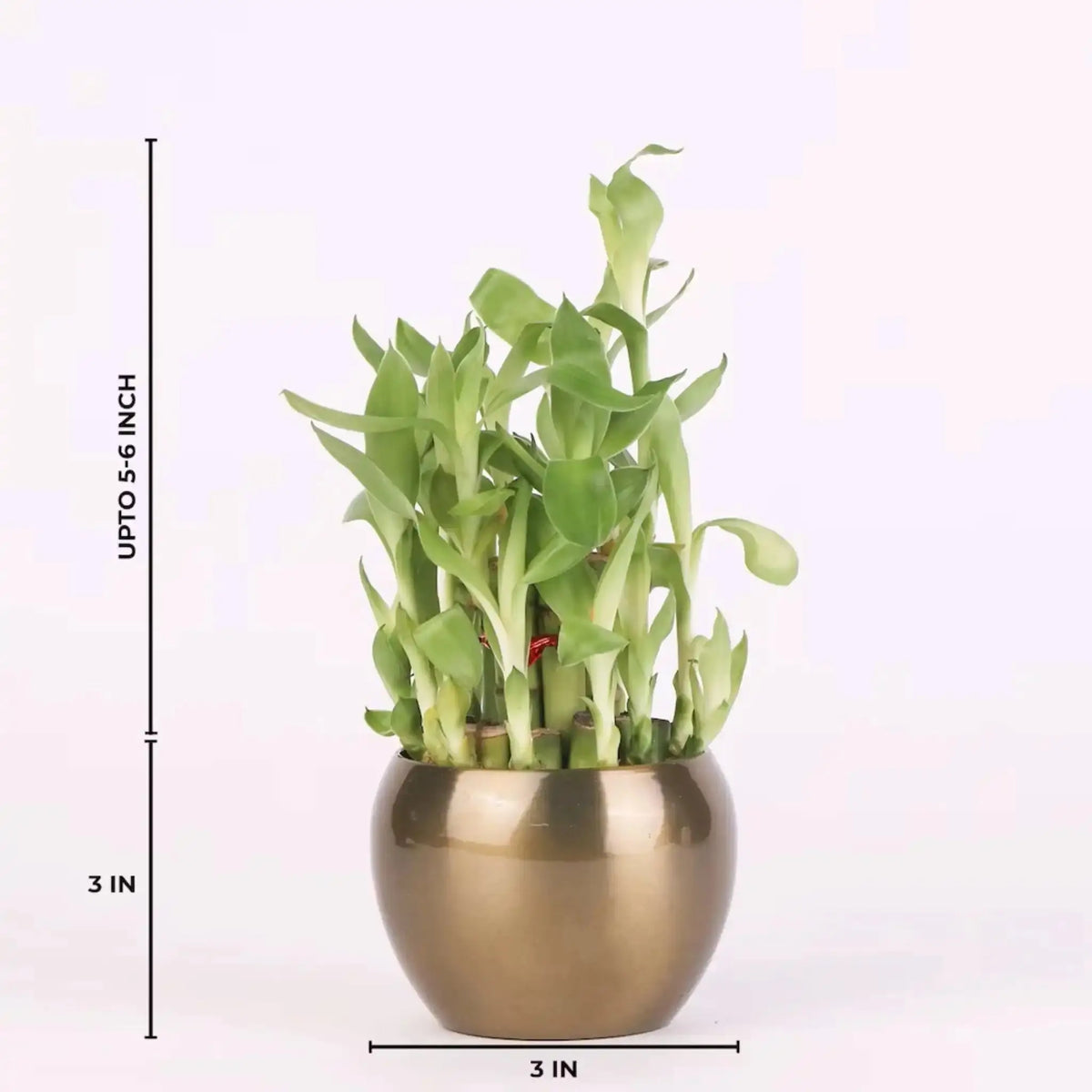 Lucky bamboo plant from the Lucky Thoughts Plants Trio in a 3-inch gold metal planter, ideal for indoor spaces with low maintenance needs.