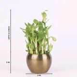 Lucky bamboo plant from the Lucky Thoughts Plants Trio in a 3-inch gold metal planter, ideal for indoor spaces with low maintenance needs.
