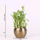 Lucky bamboo plant from the Lucky Thoughts Plants Trio in a 3-inch gold metal planter, ideal for indoor spaces with low maintenance needs.