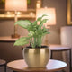 Syngonium Indoor Air Purifying Plant in a sleek gold metal planter, perfect for desks and shelves to enhance air quality and interior aesthetics.