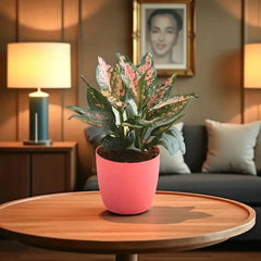 Compact Aglaonema indoor plant in a pink pot on a round wooden table, enhancing living room ambiance with air-purifying foliage.