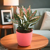 Aglaonema indoor plant in a stylish pink pot placed on a wooden table, ideal for home decor and air purification in living spaces.