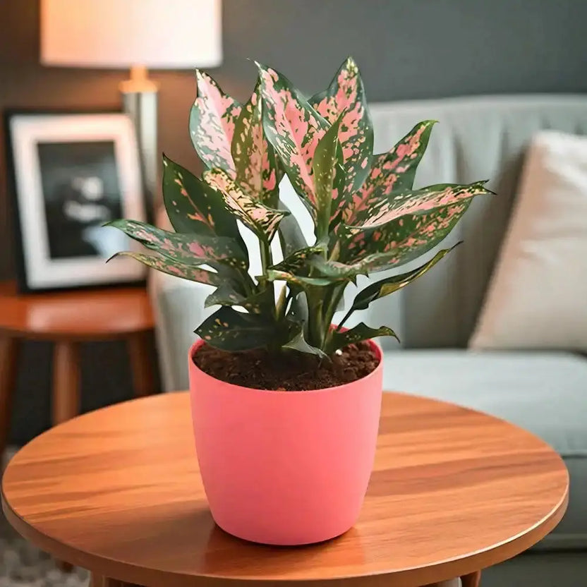 Aglaonema indoor plant in a stylish pink pot placed on a wooden table, ideal for home decor and air purification in living spaces. Main image
