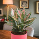 Vibrant Aglaonema houseplant with pink-speckled leaves in a pink planter, perfect for office desks or indoor plant gifts.