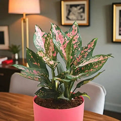 Vibrant Aglaonema houseplant with pink-speckled leaves in a pink planter, perfect for office desks or indoor plant gifts.