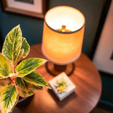 Close-up of Aglaonema plant with variegated green and yellow leaves, placed beside a lamp for stylish home decor and fresh air.