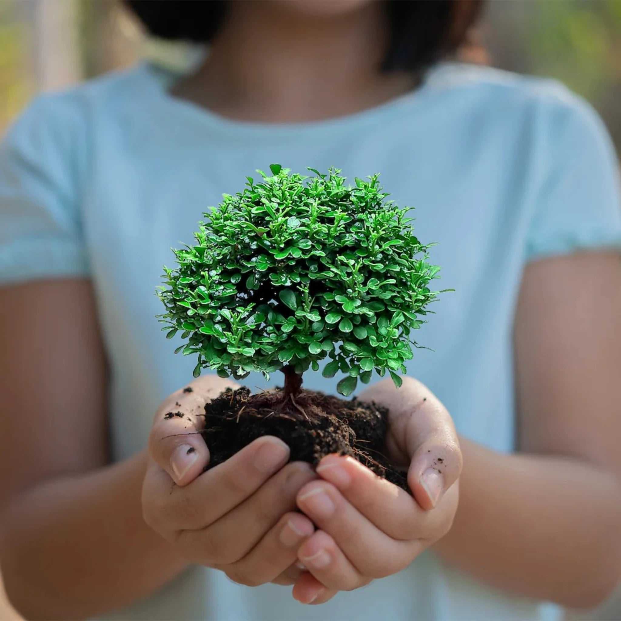 Compact Table Kamini Plant with lush green leaves held in hands, showcasing its air-purifying and easy-to-maintain qualities for home or office use.
