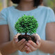 Compact Table Kamini Plant with lush green leaves held in hands, showcasing its air-purifying and easy-to-maintain qualities for home or office use.