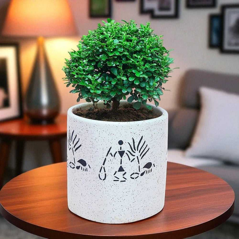 White Potted Table Kamini - Table Kamini Plant with glossy green foliage in a decorative white marble pot on a wooden tabletop. Ideal for indoor decor. Main image