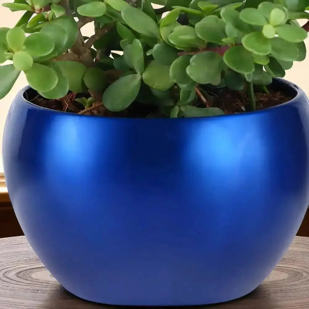 Shiny blue metal planter holding a Jade Plant, showcasing the elegant finish and sturdy design perfect for gifting or home decor.