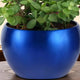 Shiny blue metal planter holding a Jade Plant, showcasing the elegant finish and sturdy design perfect for gifting or home decor.