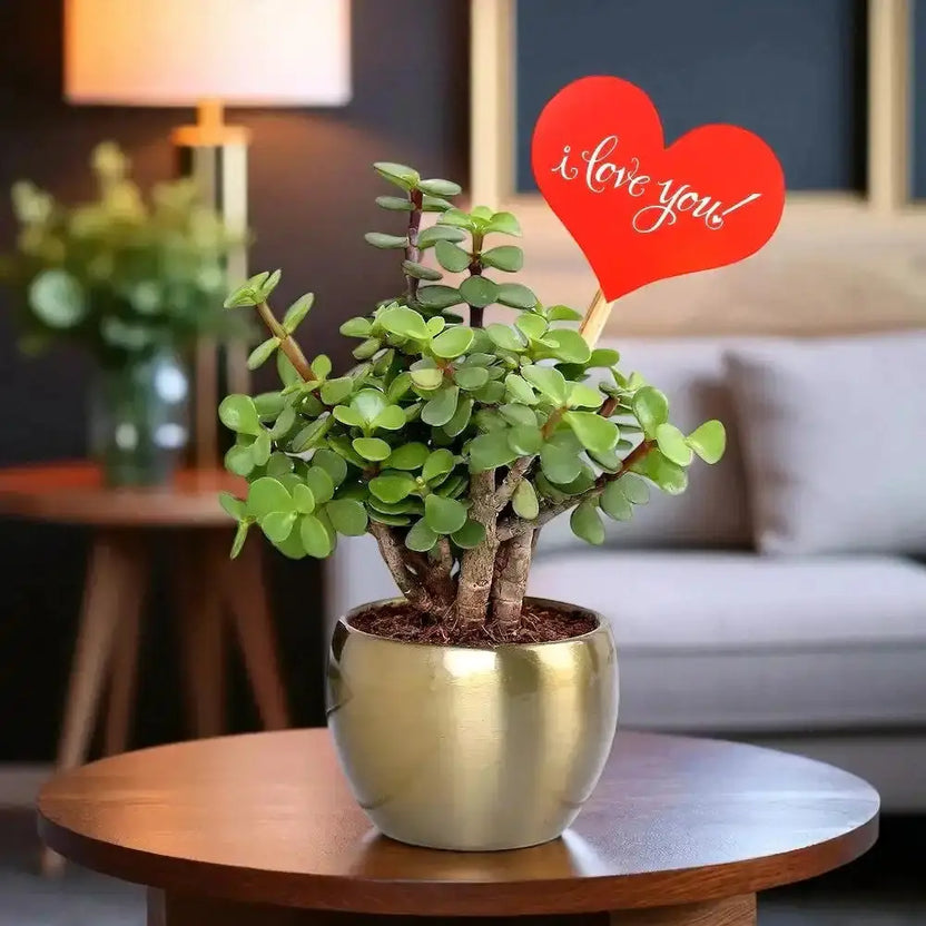 Wishful Jade in Gold Pot with heart-shaped 'I love you' tag, ideal as a fortune gift or birthday plant for home or office decor. Main image
