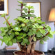 Lush Jade Plant with thick green leaves in a stylish gold pot, perfect for indoor decoration and gifting on special occasions.