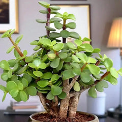 Lush Jade Plant with thick green leaves in a stylish gold pot, perfect for indoor decoration and gifting on special occasions.
