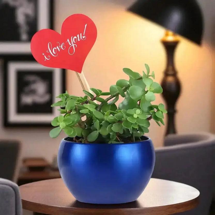 Valentine jade plant gift in a glossy blue pot with a red heart-shaped 'I Love You' tag, ideal for indoor decor and romantic gifting. Main image