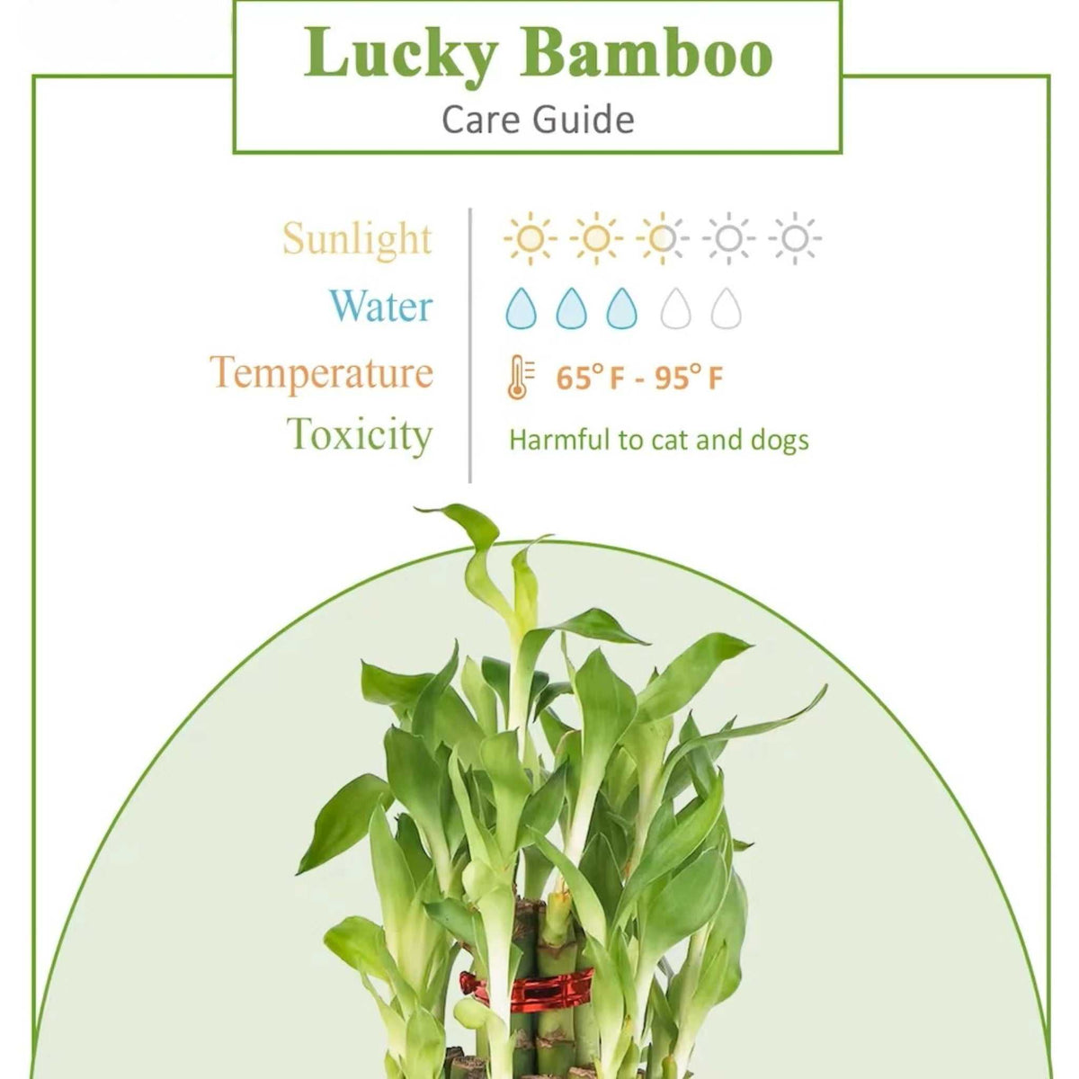 Lucky Bamboo care guide showing sunlight, water, temperature needs, and pet toxicity, ideal for indoor plant lovers and gift buyers.