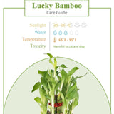 Lucky Bamboo care guide showing sunlight, water, temperature needs, and pet toxicity, ideal for indoor plant lovers and gift buyers.