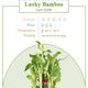 Lucky Bamboo care guide showing sunlight, water, temperature needs, and pet toxicity, ideal for indoor plant lovers and gift buyers.