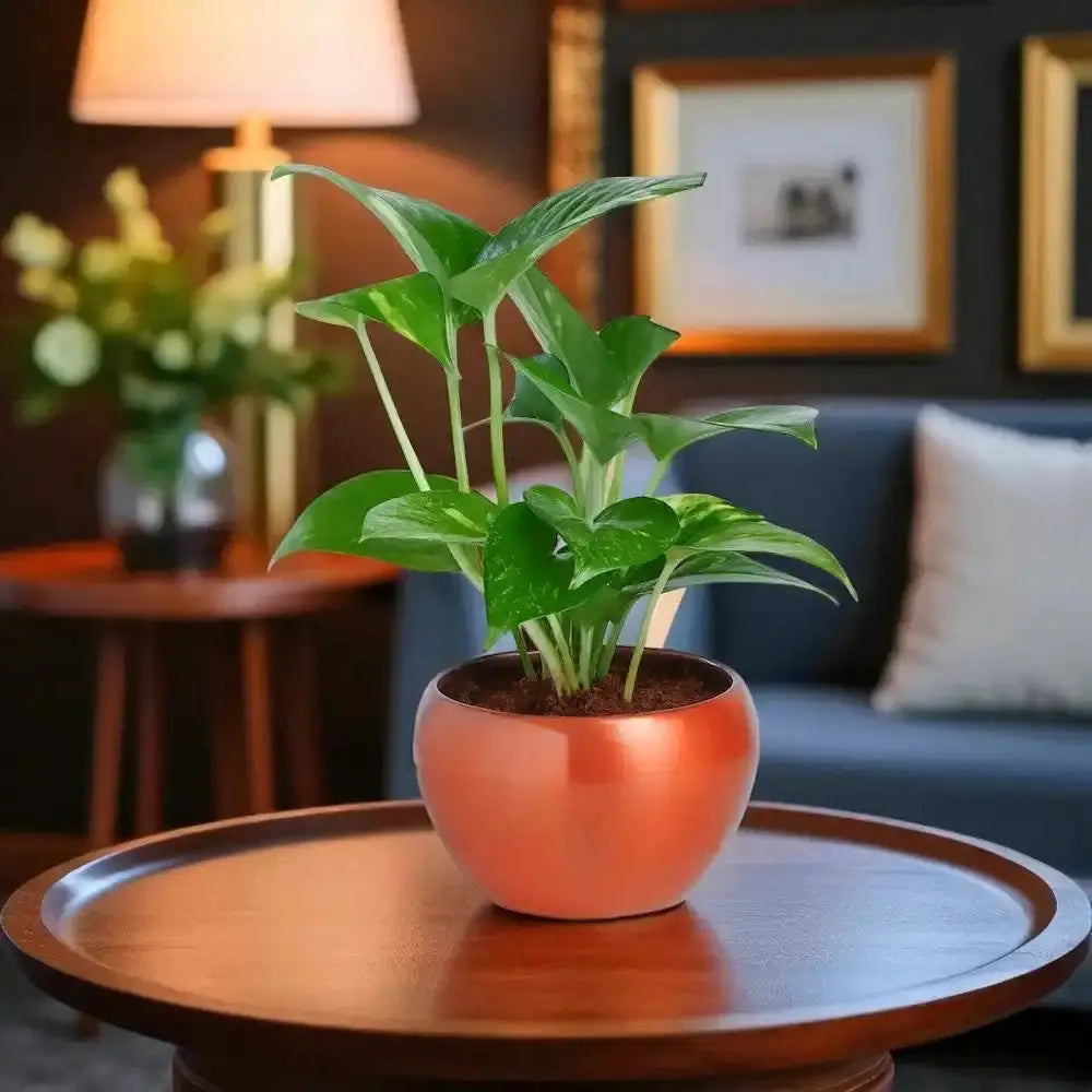 Potted plant on a wooden table in a living room setting
