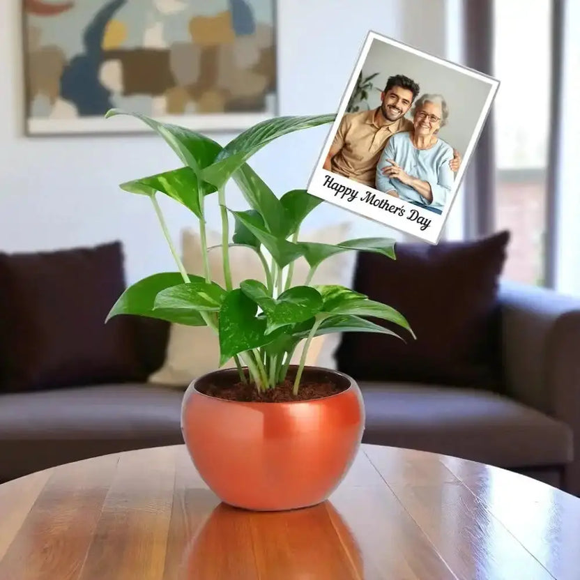 Potted plant on a table with a photo of a couple and 'Happy Mother's Day' text Main image