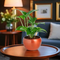 Potted plant on a wooden table in a living room setting