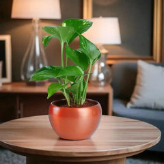 Potted plant