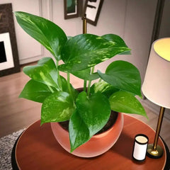 Potted plant