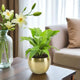 Lush Peace Lily Plant in a gold planter on a coffee table, symbolizing peace and love, ideal for home or office gifting.