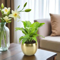 Lush Peace Lily Plant in a gold planter on a coffee table, symbolizing peace and love, ideal for home or office gifting.