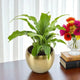 Peace Lily Plant in a shiny gold planter placed on a desk beside colorful flowers, perfect indoor plant gift for mom.