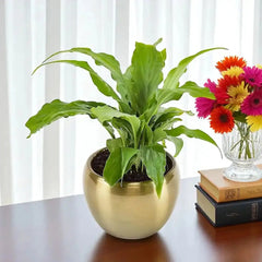 Peace Lily Plant in a shiny gold planter placed on a desk beside colorful flowers, perfect indoor plant gift for mom.