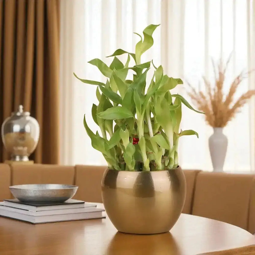 2 Layer Bamboo Plant Gift in a gold vase placed on a wooden table, ideal for indoor greenery and home decor in living spaces. Main image